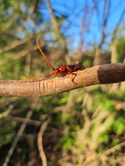 Chydarteres striatus