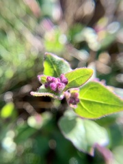 Lonicera