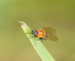 Sapromyza sciomyzina