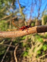 Chydarteres striatus