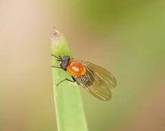 Sapromyza sciomyzina