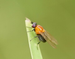Sapromyza sciomyzina