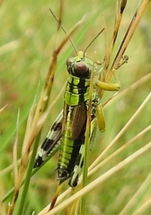 Miramella carinthiaca