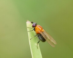Sapromyza sciomyzina