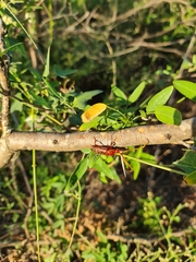 Chydarteres striatus