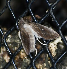 Leucania subpunctata