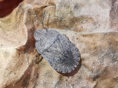 Sciocoris homalonotus