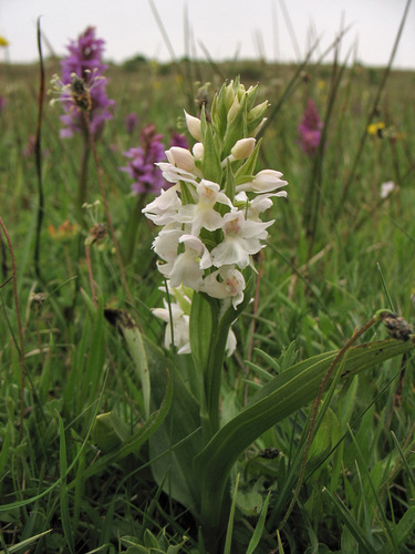 Broad-leaved Marsh Orchid