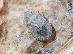 Sciocoris homalonotus