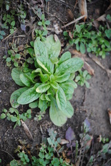 Valerianella locusta