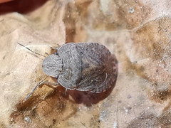 Sciocoris homalonotus