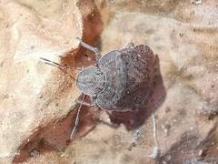 Sciocoris homalonotus