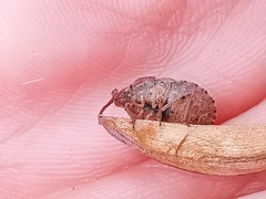 Sciocoris homalonotus