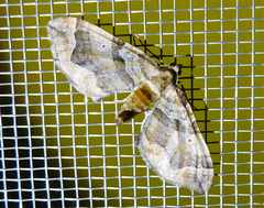 Pelurga comitata