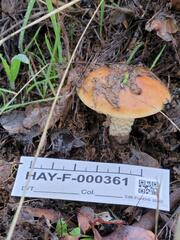 Pholiota brunnescens