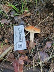 Pholiota brunnescens