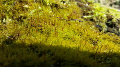 Amblystegium