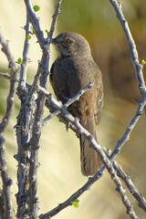 Toxostoma cinereum
