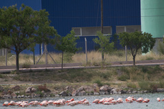 Phoenicopterus chilensis