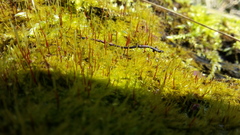 Amblystegium