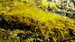 Amblystegium