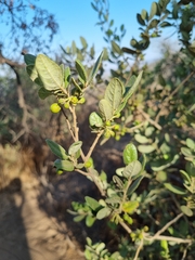 Azara dentata