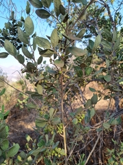 Azara dentata