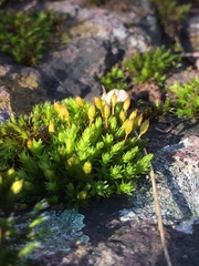 Orthotrichum anomalum