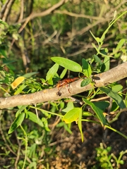 Chydarteres striatus