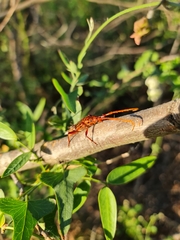 Chydarteres striatus