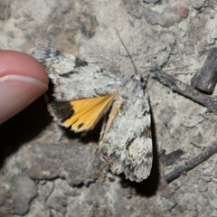 Catocala amica