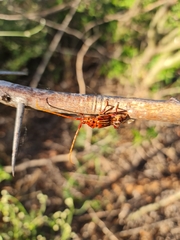 Chydarteres striatus