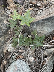 Notholaena standleyi