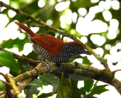 Thamnophilus tenuepunctatus