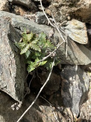 Notholaena standleyi