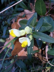 Polygaloides chamaebuxus