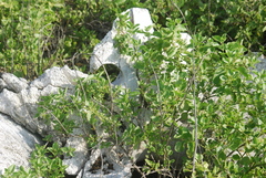 Cryptocarpus