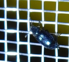 Necrobia violacea