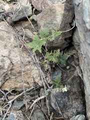 Notholaena standleyi