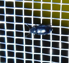 Necrobia violacea