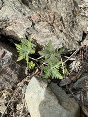 Notholaena standleyi