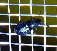 Necrobia violacea