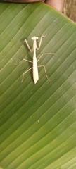 Polyspilota aeruginosa