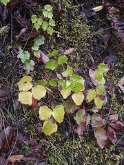 Vancouveria hexandra