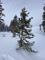 Pinus contorta murrayana