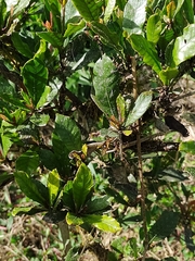 Synsepalum dulcificum