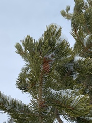 Pinus contorta murrayana