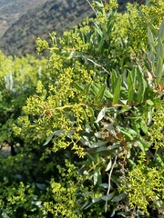 Spinoliva ilicifolia