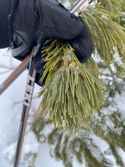 Pinus contorta murrayana
