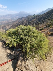 Spinoliva ilicifolia